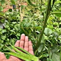 Guar Gum 4.jpg
