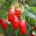 Goji Berries 4.jpg