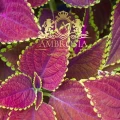 forskolin-capsule-ireland-2.jpg