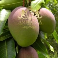 african-mango-ireland-1.jpg