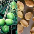 african-mango-ireland-4.jpg