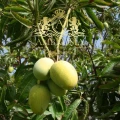 african-mango-ireland-5.jpg
