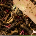 White tea with aloe Ireland.jpg