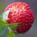 wild-strawberry-tea-1.jpg