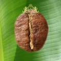 100%-robusta-bean.jpg