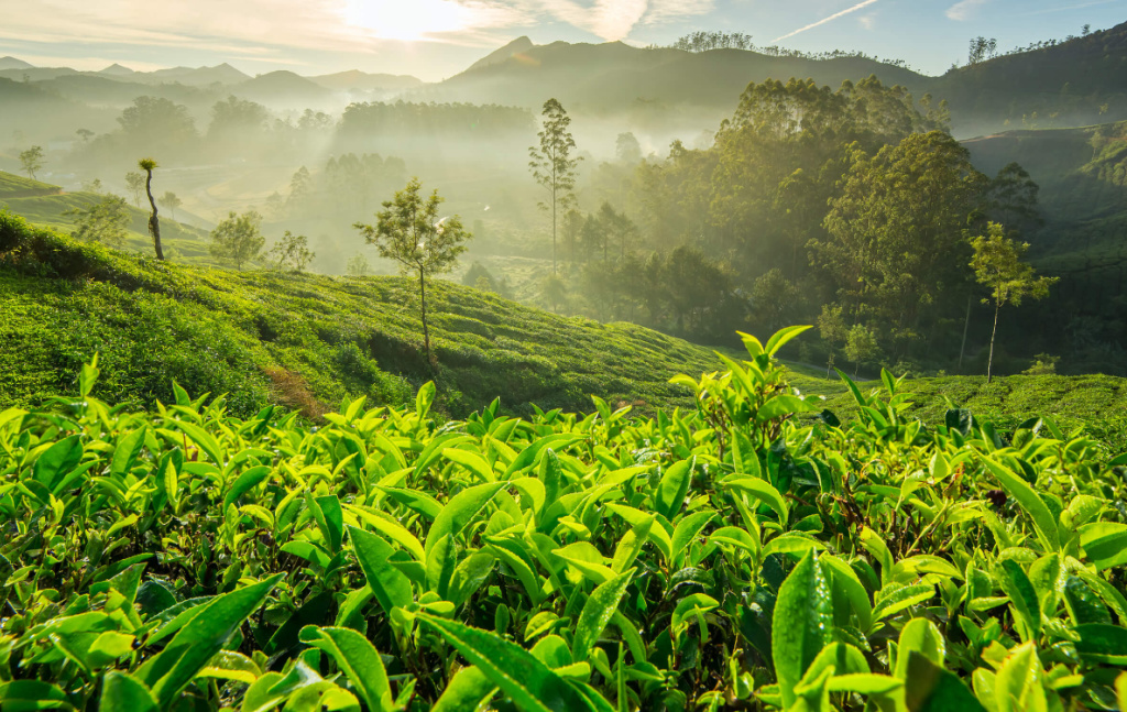 Green tea: effect of a "miracle cure"