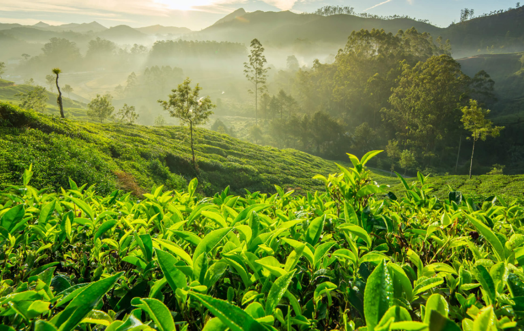Fuding - a legendary white tea place.